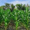 УРОЖАЙНОСТЬ ГИБРИДОВ КУКУРУЗЫ НА ЗЕРНО РАЗЛИЧНЫХ ГРУПП СПЕЛОСТИ НА КАПЕЛЬНОМ ОРОШЕНИИ